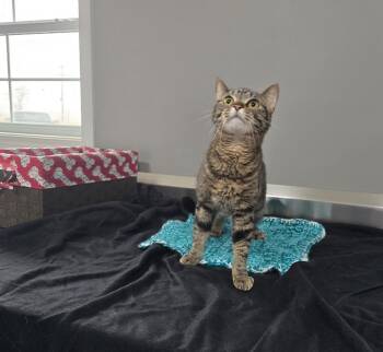 Domestic Short Hair Cats Available for Adoption - ChiChi | PetCurious