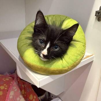 Ladle -  Domestic Short Hair Cat for Adoption in Wantagh, New York - Ladle | PetCurious