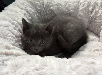 Domestic Short Hair Cats Available for Adoption in Sainte-martine, Quebec - Gringo | PetCurious