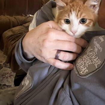 Morgan -  Domestic Short Hair Cat for Adoption in Tampa, Florida - Morgan | PetCurious