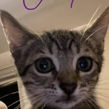 Eeyore -  Domestic Short Hair Cat for Adoption in Bel Air, Maryland - Eeyore | PetCurious