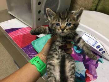 MUSTARD -  Domestic Short Hair Cat for Adoption in Riverside, California - MUSTARD | PetCurious