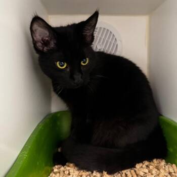Chichi -  Domestic Short Hair Cat Available for Adoption in Clavet, Saskatchewan - Chichi | PetCurious