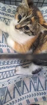 Domestic Short Hair Cats Available for Adoption in Virginia, Minnesota - Filomena | PetCurious