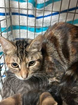Rescue Domestic Short Hair Cats for Adoption in Honolulu, Hawaii - 59455567 | PetCurious