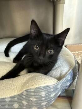 Geronimo Toothless Snow -  Domestic Short Hair Cat for Adoption in Morristown, New Jersey - Geronimo Toothless Snow | PetCurious