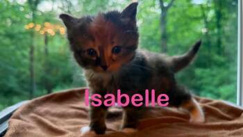 Calico Cats Available for Adoption in New Bern, North Carolina - ISABELLE Kitten | PetCurious