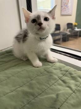 Domestic Short Hair Cats Available for Adoption in Sarasota, Florida - BIRCH | PetCurious