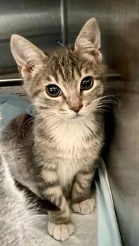 ASH -  Domestic Short Hair Cat for Adoption in Houston, Texas - ASH | PetCurious