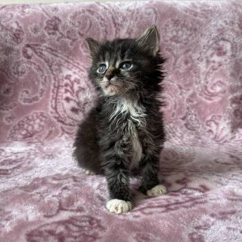 Dew -  Domestic Short Hair Cat for Adoption - Dew | PetCurious