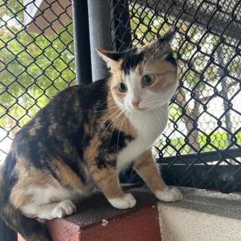Lilly -  Domestic Short Hair Cat for Adoption in Sarasota, Florida - Lilly | PetCurious