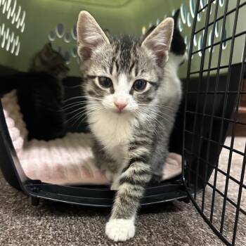 Domestic Short Hair Cats Available for Adoption in Oklahoma City, Oklahoma - Penny F-21621 | PetCurious