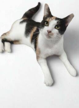 Hazel -  Calico Cat for Adoption in Quail Heights, Florida - Hazel | PetCurious