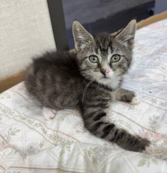 Hero -  Domestic Short Hair Cat for Adoption - Hero | PetCurious