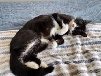 Rescue Domestic Short Hair Cats for Adoption in Warrington, Pennsylvania - Hadley | PetCurious