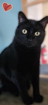 Domestic Short Hair Cats Available for Adoption in Scottsdale, Arizona - Panther Girl | PetCurious