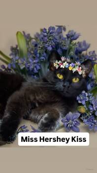 Domestic Short Hair Cats Available for Adoption in Walnut Creek, California - Miss Hershey Kiss At Martinez PFE  May 2nd | PetCurious