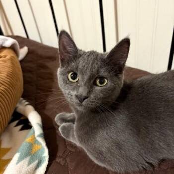 Cinder -  Domestic Short Hair Cat for Adoption in Stockholm, Wisconsin - Cinder | PetCurious