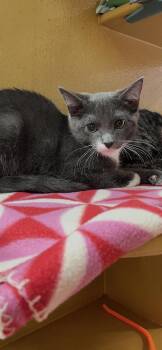 Kona -  Domestic Short Hair Cat for Adoption in Scottsdale, Arizona - Kona | PetCurious