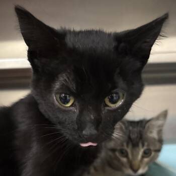 Catipult 28544 -  Domestic Short Hair Cat for Adoption in Middleburg, Florida - Catipult 28544 | PetCurious