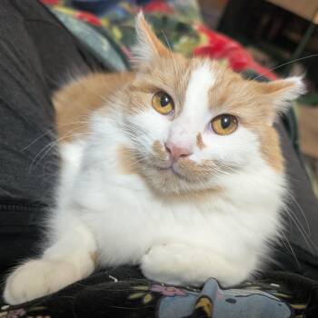 Eden -  Domestic Medium Hair Cat for Adoption in Los Altos, California - Eden | PetCurious