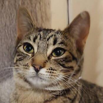 Domestic Short Hair Cats Available for Adoption - MARY | PetCurious