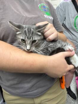 Rescue Domestic Short Hair Cats for Adoption in Pomona, New York - Juniper | PetCurious