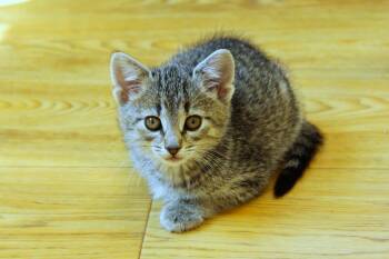 Belle -  Domestic Short Hair Cat Available for Adoption in Urbana, Ohio - Belle | PetCurious
