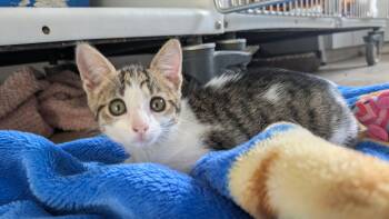 Ziggy -  Domestic Short Hair Cat for Adoption in Eureka, California - Ziggy | PetCurious