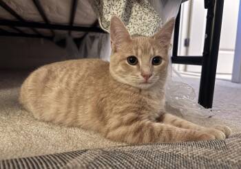 Rescue Domestic Short Hair Cats for Adoption in Calverton, Maryland - Reggie | PetCurious