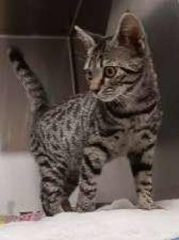 OWLETTE -  Domestic Short Hair Cat for Adoption in Seymour, Indiana - OWLETTE | PetCurious