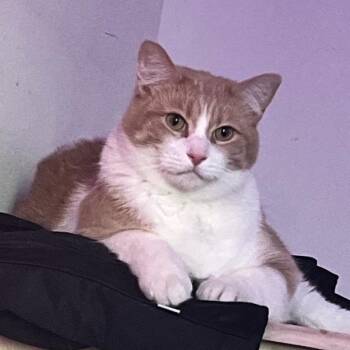 Domestic Short Hair Cats Available for Adoption - Aries | PetCurious