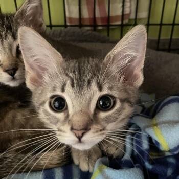 Domestic Short Hair Cats Available for Adoption in Chicago, Illinois - Mac N Cheese | PetCurious