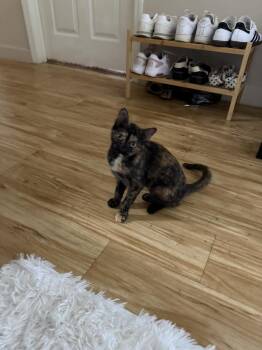 Makita -  Domestic Short Hair Cat for Adoption in Alafaya, Florida - Makita | PetCurious