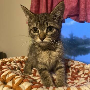 Rescue Domestic Short Hair Cats for Adoption in Wichita, Kansas - Primrose | PetCurious