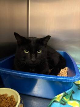 Domestic Short Hair Cats Available for Adoption - Harley Davidson | PetCurious