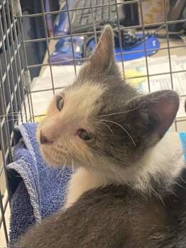 Rescue Domestic Short Hair Cats for Adoption in Rancho Cucamonga, California - UNKNOWN | PetCurious