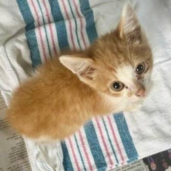 Bill -  Domestic Short Hair Cat for Adoption in Mooresville, North Carolina - Bill | PetCurious