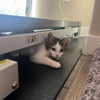 Rowena Icenhower -  Domestic Short Hair Cat for Adoption in Eagle Mountain, Utah - Rowena Icenhower | PetCurious