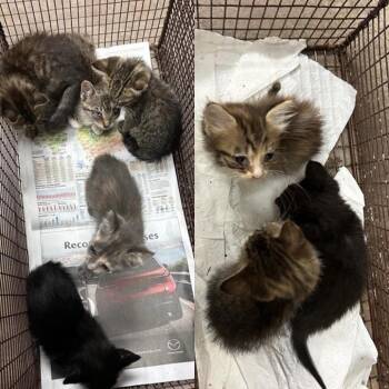 Ferrari Red 17 -  Domestic Short Hair Cat for Adoption in Austin, Texas - Ferrari Red 17 | PetCurious