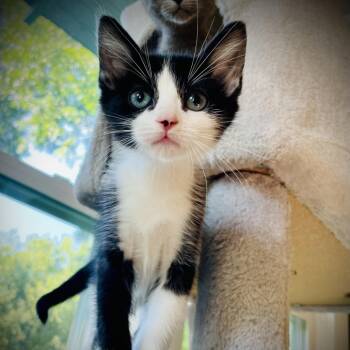 Rescue Domestic Short Hair Cats for Adoption in Fort Worth, Texas - Jada Jr | PetCurious