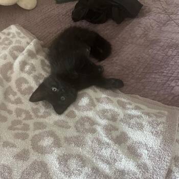Eleanore (C000-219) - Costa Mesa Location -  Domestic Medium Hair Cat for Adoption in Chino Hills, California - Eleanore (C000-219) - Costa Mesa Location | PetCurious