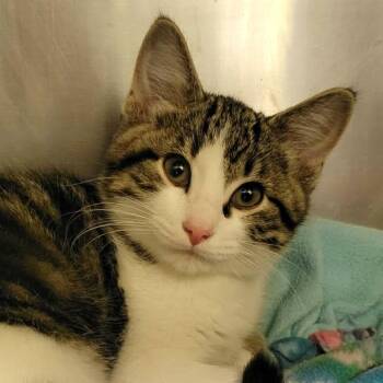 Leander -  Domestic Short Hair Cat for Adoption in Columbia, Missouri - Leander | PetCurious