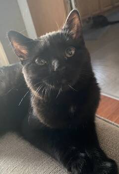 Rescue Domestic Short Hair Cats for Adoption in Greene, New York - Lovella | PetCurious