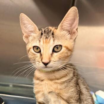Matcha -  Domestic Short Hair Cat for Adoption in Palm Springs, California - Matcha | PetCurious