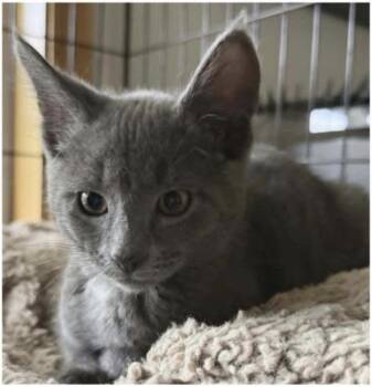 Stitch -  Domestic Short Hair Cat for Adoption in Eugene, Oregon - Stitch | PetCurious