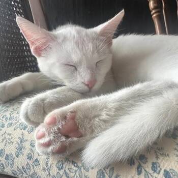 Vanillish C9940 -  Domestic Short Hair Cat for Adoption - Vanillish C9940 | PetCurious