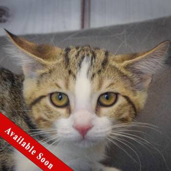 Tabiche -  Tabby and Domestic Short Hair Cat for Adoption in Huntley, Illinois - Tabiche | PetCurious