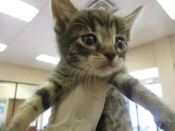 PRETZEL -  Domestic Short Hair Cat for Adoption in Ocala, Florida - PRETZEL | PetCurious