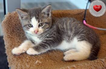 Kane -  Domestic Short Hair Cat for Adoption in Sidney, Ohio - Kane | PetCurious